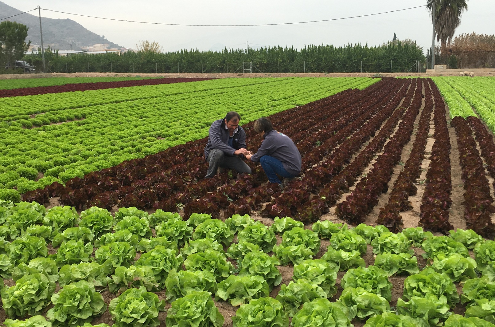 Una imagen de agricultores